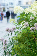 Fototapeta premium Beautiful street flowers in the city. Floral background.