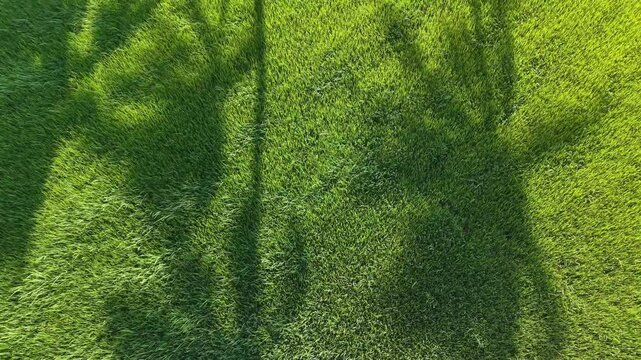 Aerial drone shadow of coconut tree over paddy field