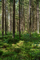 Obraz premium Dense coniferous forest with tall straight trees and lush green undergrowth in summer sunlight. Peaceful woodland landscape background