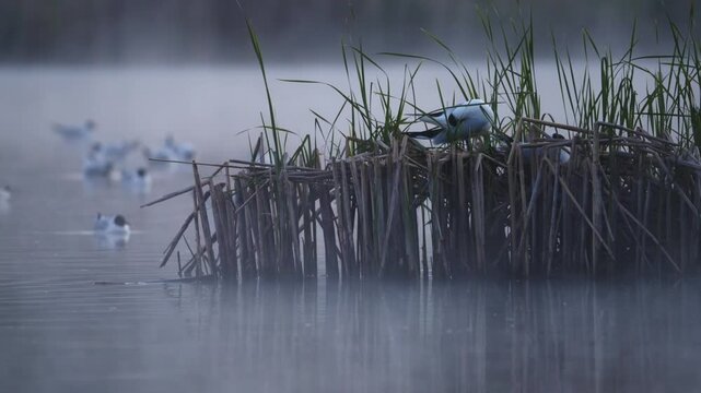 Water bird rests on a reed nest in a calm, misty lake at dawn Other birds float nearby