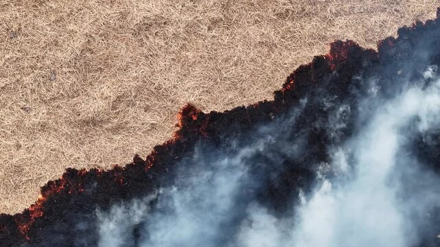 Aerial drone view of burning straw paddy field