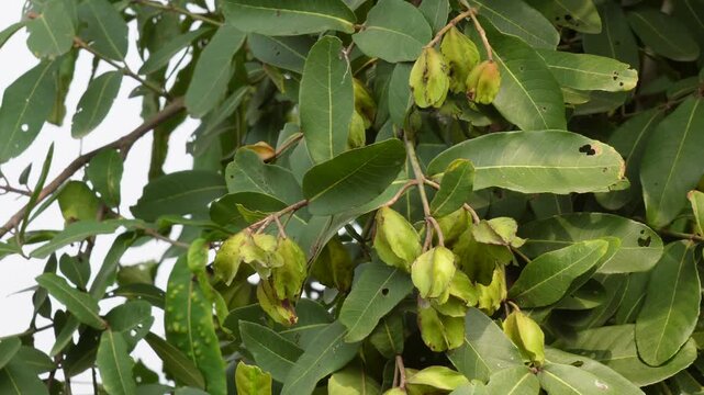 Star Fruit Tree Branch with Green Leaves and Hanging Fruits