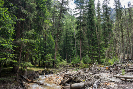 Natural Scenery of the Primeval Forest