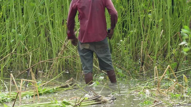 Farmer Harvesting Tall Jute Crops in Marshland