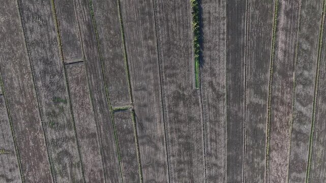Aerial Drone View of Tanjung Piandang Paddy Fields