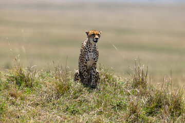 Cheetah sits upright on a grassy mound facing the camera - Masai Mara National Reserve, Kenya, African wildlife safari photography © theStorygrapher
