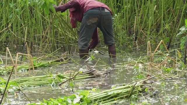 Person Harvesting Jute Plants in Shallow Muddy Water