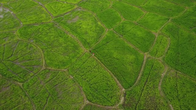 Drone shot of vibrant green rice terraces and agricultural landscape | Aerial view of lush green paddy fields with geometric patterns