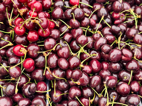 Cherry harvest in a market with fresh cherries on display ready for sale