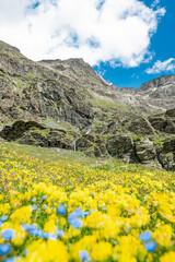 Fototapeta premium Yellow and blue wildflowers in the Alps mountains with Malenco peaks on background