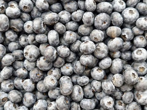 Fresh blueberries gathered in a field during summer harvest season for healthy snacks and desserts