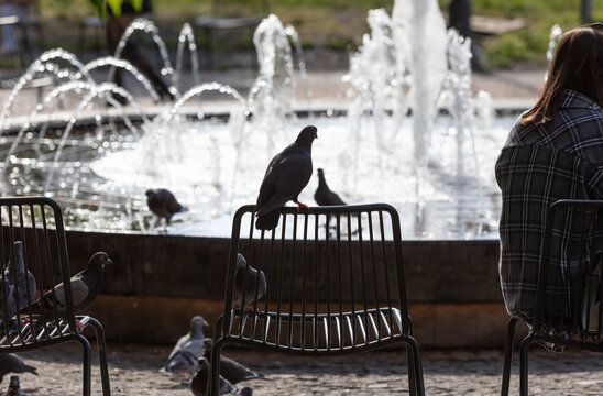Pigeons gathering near fountain in Lviv