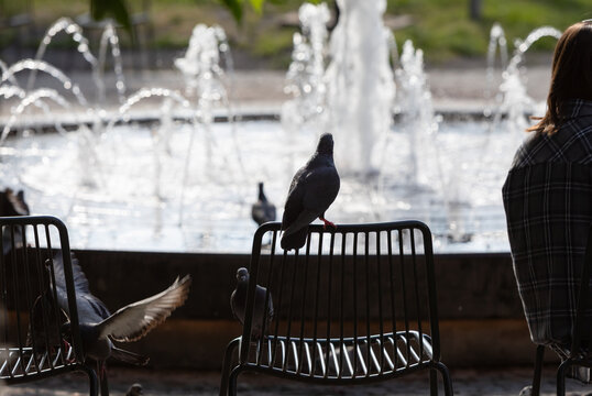 Pigeons gathering near fountain in Lviv Ukraine