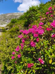 Obraz premium summer season in austria alps