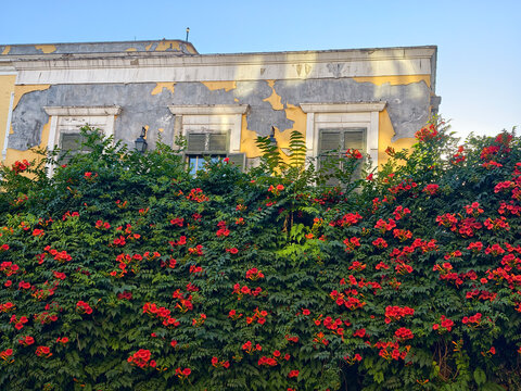 Bright flowers cover a weathered wall outside a building during a sunny day
