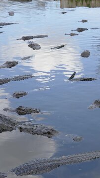 Multiple American alligators float and swim leisurely in a calm green pond at a Florida wildlife park