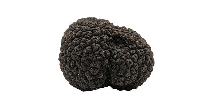 Whole black truffle mushroom isolated on transparent background