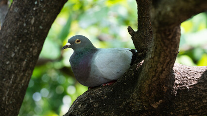 Fototapeta premium Rock pigeon perched on a thick tree branch with a blurred green foliage background, side profile view