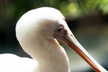 Close-up profile portrait of a great white pelican head and upper neck under bright sunlight © JoshuaKarl