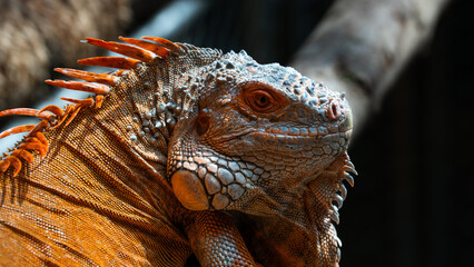Close-up profile portrait of a red iguana head featuring prominent dorsal spines and intricate scale textures © JoshuaKarl