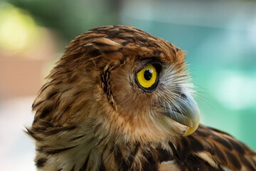 Close-up profile portrait of an owl head showing detailed feathers and a bright yellow eye © JoshuaKarl