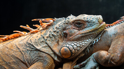 Obraz premium Close-up profile view of a red iguana head showing detailed scales, spines, and dewlap against a dark background