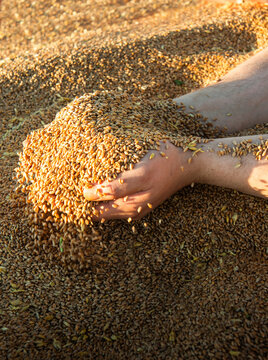 A man holds golden ears of wheat against the background of a ripening field.