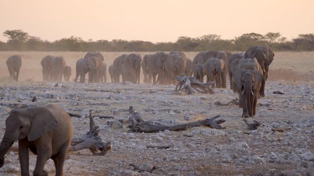 Etosha National Park, Namibia, a herd of African elephants approach a waterhole at sunset.