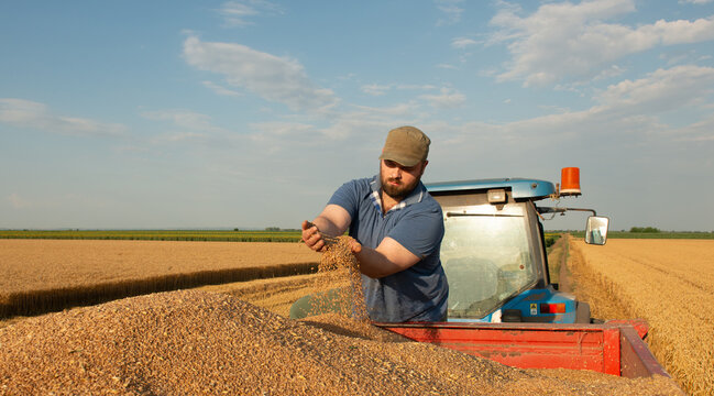 Farmer examining wheat grain after harvest in agricultural field