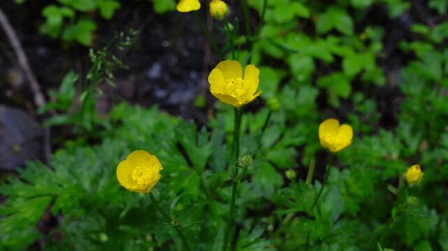 Vibrant yellow meadow buttercup flowers gently swaying in the wind