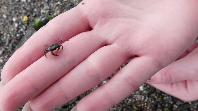 Tiny sea crab scurrying across human palms with a blurry pebble beach background