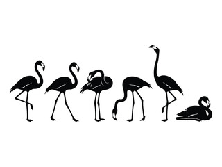 Obraz premium graceful set of six black flamingo silhouettes in various standing and walking poses on a white background