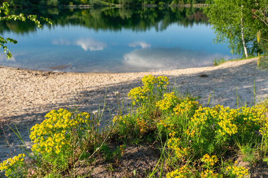 Yellow cypress spurge blooms on a sandy lakeshore above clear blue water with cloud reflections, grass, birch branches and calm summer scenery for nature, beach and freshwater landscape themes.