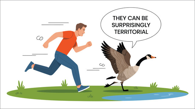Canada goose chasing man, humorous urban wildlife encounter illustration, territorial bird pursuing running pedestrian in public park, funny nature conflict, flat vector design for environmental aware