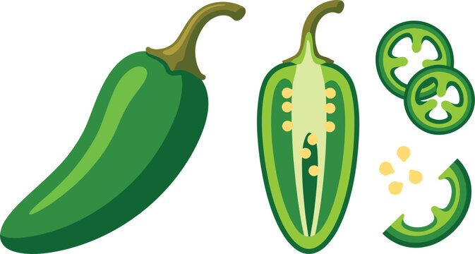 Green Jalapeno Pepper Vector Set with Whole Chili Half Cut Slices and Seeds for Spicy Mexican Food Menu and Packaging Graphic Designs