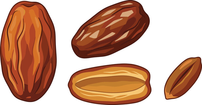 Dried Date Fruit Vector Set with Whole Dates Half Cut Piece and Seed Pit for Ramadan Menu Healthy Snack and Packaging Designs