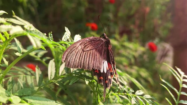 Common Mormon Butterfly Resting on Green Leaves, Macro Close Up of Swallowtail Butterfly in Natural Habitat, Wildlife, Nature, Biodiversity