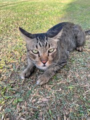 Naklejka premium Curious Tabby Cat Looking at Camera While Resting on Grass