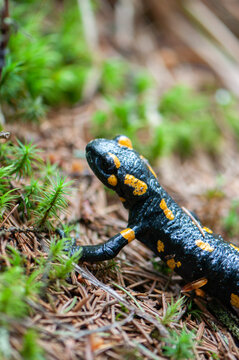 Fire salamander (Salamandra salamandra) walking through forest floor covered with moss, pine needles and leaves. Close-up wildlife photography of a colorful amphibian in its natural woodland habitat.