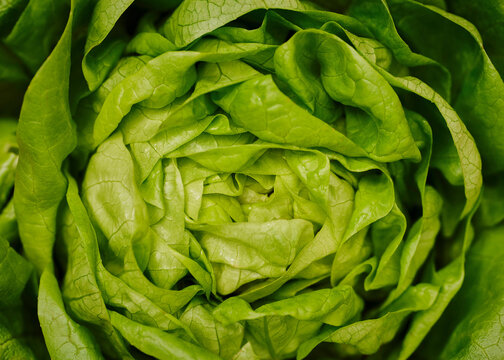 Close up of fresh, vibrant green butterhead lettuce