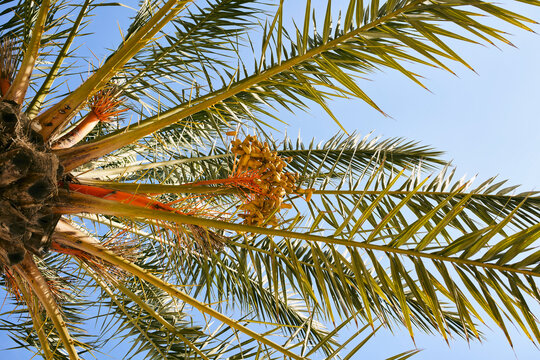 View from below of dates growing on date tree below sunny blue sky