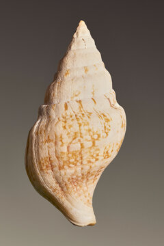 Close up of small, patterned conch shell against brown background