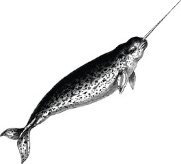 Narwhal vector illustration with vintage engraved details marine tusk whale unicorn of the sea for arctic ocean wildlife graphic design. © SNOW EVA