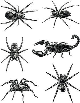 Spider and scorpion vector illustration set with detailed venomous arachnids in vintage classic hand drawn monochrome engraved sketch style.