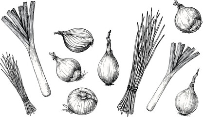 Onion vector illustration set with vintage engraved whole bulbs cut slices green leeks chives and scallions for organic vegetable food design. © SNOW EVA