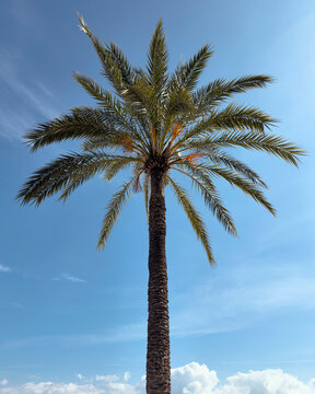 Low angle view of a date palm tree against a bright, sunny blue sky
