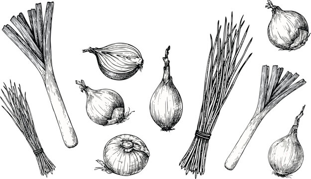 Onion vector illustration set with vintage engraved whole bulbs cut slices green leeks chives and scallions for organic vegetable food design.