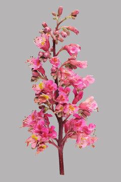 Still life of red buckeye flowers (Aesculus pavia) on branch against gray background