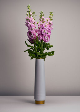 Beautiful purple Matthiola flowers in slender vase against gray background