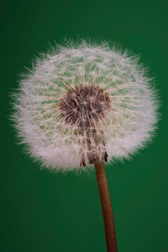 Soft white dandelion against vibrant green background